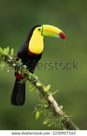 Keel-billed toucan (Ramphastos sulfuratus), also known as sulfur-breasted toucan or rainbow-billed toucan, is a colorful Latin American member of the toucan family. 