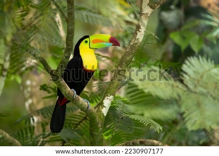 Keel-billed toucan (Ramphastos sulfuratus), also known as sulfur-breasted toucan or rainbow-billed toucan, is a colorful Latin American member of the toucan family. 