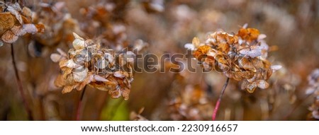 Soft focus picture. Floral autumnal background with dried hydrangea. Seasonal concept. Colors of autumn.
