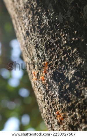 Fire ant is the common name for many species of ants in the genus Solenopsis (typically red fire ants). Fire ants are small red-yellow ants like fire, which often sting and sting. If provoked,