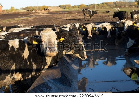 Herd of young calves drinking water