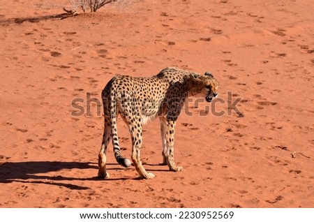 Cheetah cat savannah Acinonyx jubatus walking on sand Namibia Africa