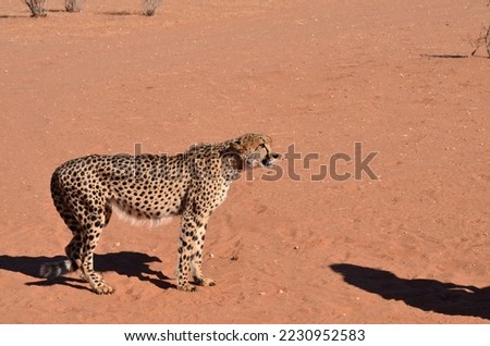 Cheetah cat kalahari desert savannah walking on sand Namibia Africa