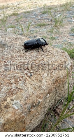 horn beetle which is getting rare in nature