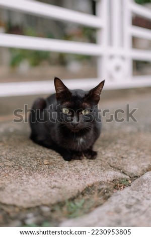 Close up of a black cat in front of the terrace of the house, Lhokseumawe, Aceh