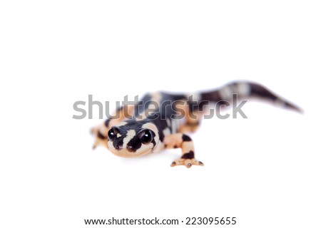 Kaiser's spotted newt isolated on white