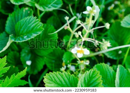 White strawberry flowers in the garden, selective focus. Blooming strawberry for publication, design, poster, calendar, post, screensaver, wallpaper, card, banner, cover, website. High quality photo