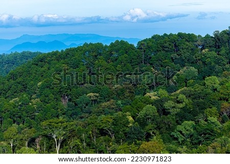 Green forest tree on mountain hills and blue sky.Rainforest ecosystem and healthy environment concept. Green tree forest view and high mountain peaks through a forest.Pictures of natural forest green.