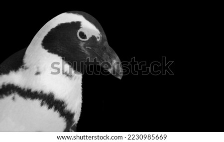 Cute Penguin Face On The Dark Background