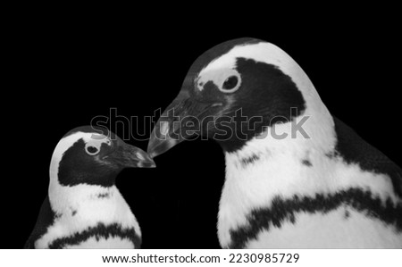 Mother Penguin Kiss Her Baby Penguin On The Black Background