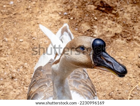 A goose with a black beak