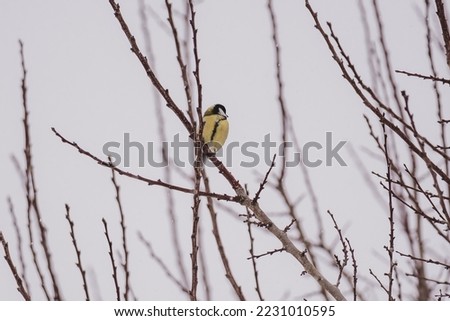 Lonely tit sitting on top of tree, snow blizzard. Latvia tit,  2022.  Snow falling all day. Picture taken Koceni.