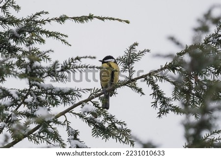 Tit sitting in a spruce tree, snow blizzard outside. Cold weather. Latvia tit in winter. The picture was taken in Valmiera 2022 winter.