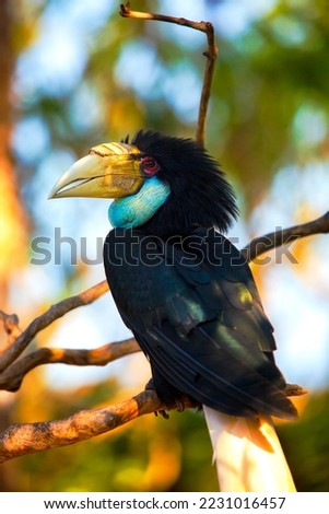 Wreathed hornbill exotic Indonesian bird