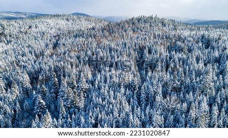 Aerial view of boreal forest during winter Royalty-Free Stock Photo #2231020847