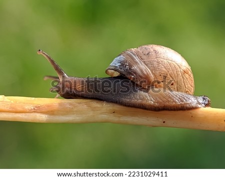 Small snail in shell crawling on died leaf, winter day in field 