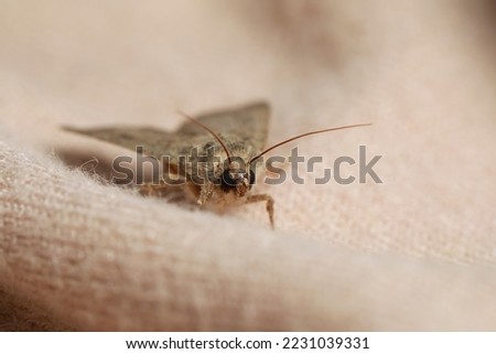 Paradrina clavipalpis moth with pale mottled wings on color sweater, closeup Royalty-Free Stock Photo #2231039331