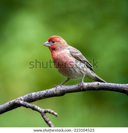Male House Finch perched on a branch Royalty-Free Stock Photo #223104523