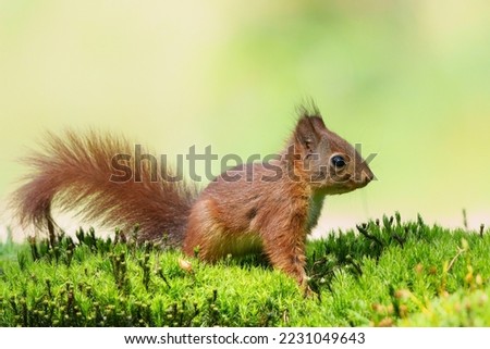 Eurasian red squirrel (Sciurus vulgaris) baby searching for food in the forest in the Netherlands.    Royalty-Free Stock Photo #2231049643