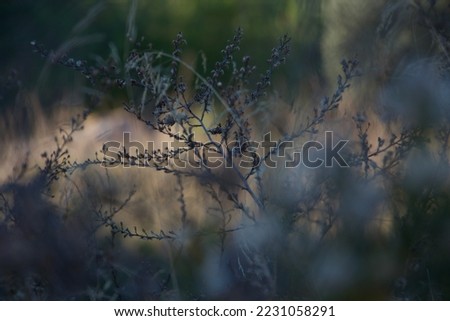 Branch with tiny flowers bend in an arch from a central stem in a dark morning sunrise. Come blurred beige background for light and contrast. Subtle and rich in colour. an emotive feel.