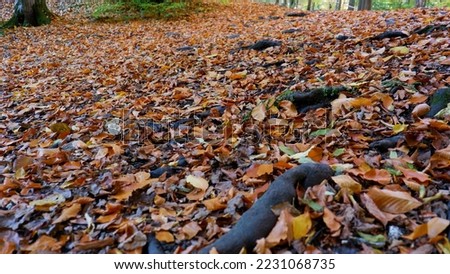 Ground and tree roots covered with colorful leaves. Autumn landscape. Yegidoller, Bolu, Turkey.