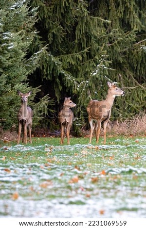 White-tailed deer  (odocoileus virginianus) in November standing in a Wisconsin field looking, vertical