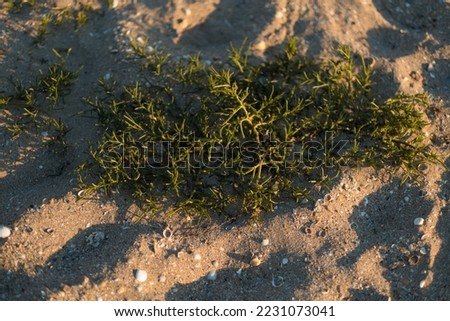 Green grass on yellow sand at sunset. High quality photo.