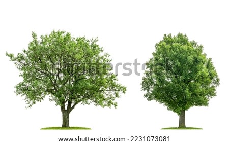 Collection autumn trees is isolated on white backgroun Royalty-Free Stock Photo #2231073081