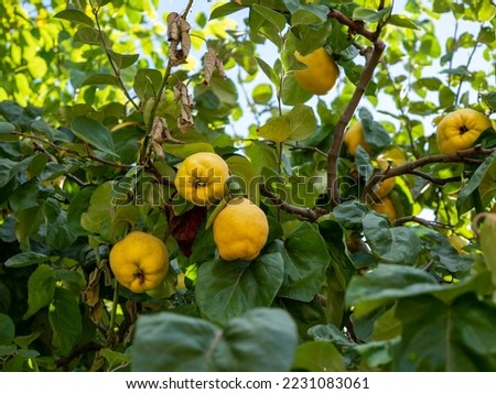 Quince Cydonia oblonga ripens on a tree, fruits hang on tree branches in a park. Close-up. Royalty-Free Stock Photo #2231083061