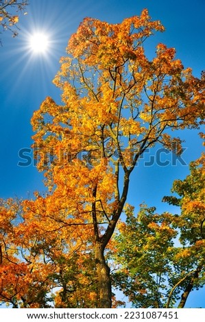 Fall yellow red maple forest with blue sky in Fulda, Hessen, Germany.