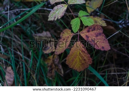Autumn leaf, among the grass. Close-up