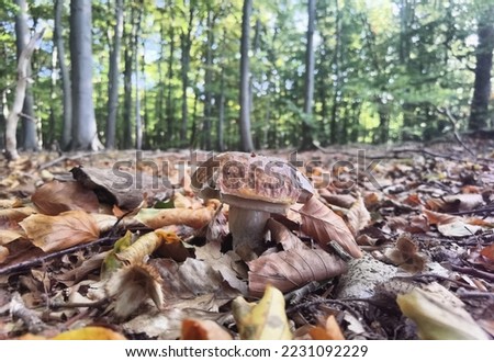 photo shoots from autumn in Northern Germany 