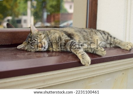 A short-haired tabby cat sleeps on the windowsill of a coffee shop on a hot summer day. The cat sleeps comfortably with its soft paws hanging down. The cat is doing very well now. Royalty-Free Stock Photo #2231100461