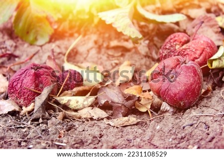 Rotten apples on the ground. Spoiled apple crop. Fruits infected with apple monilia fructigena.