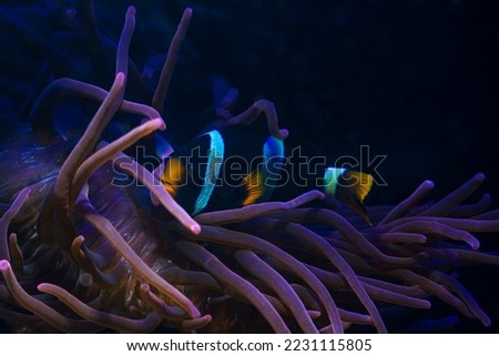 Clark's anemonefish fluorescent in LED actinic blue spotlight, bubble tip anemone move tentacles in flow, hunt for food and protect fish on live rock stone, reef marine aquarium require experience