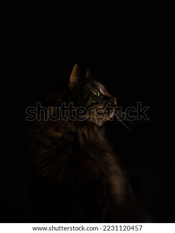 Dark Cat Portrait Pet Photo 