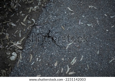 A background texture of a dark grey cracked sidewalk on a gloomy day covered in old, brittle leaves that have fallen off the trees.