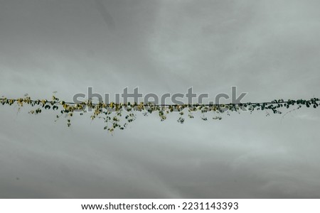 pictures of line of leaves