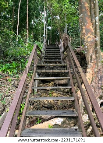 wooden staircase in the tropical forest, Kakaban Island, Indonesia