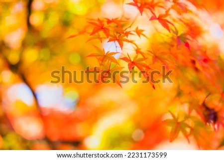 Autumn Foliage at Tofukuji Temple Located in Kyoto, Japan.