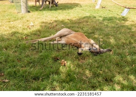 Kangaroos rest on the grass during the day in Gan Guru kangaroo park in Kibutz Nir David in the north of Israel