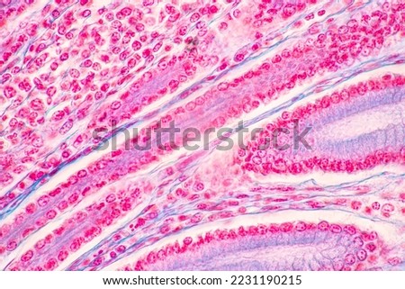 Backgrounds of Characteristics Tissue of Stomach Human, Small intestine Human, Pancreas Human and Large intestine Human under the microscope in Lab. Royalty-Free Stock Photo #2231190215