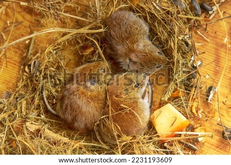 Highly social animals. Voles can be in same nest without aggression. Mutual maintenance of winter temperature, creation of reserves is beneficial. Сommon red-backed vole (Clethrionomys glareolus) Royalty-Free Stock Photo #2231193609