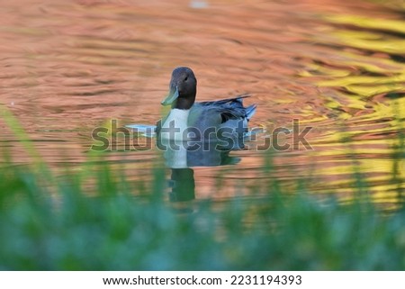 northern pintail is in an autumn pond