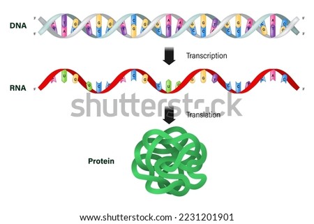 Transcription and translation. DNA, mRNA and Protein. Protein synthesis. Royalty-Free Stock Photo #2231201901