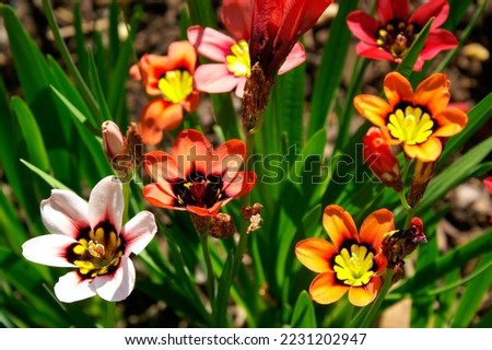Sparaxis tricolor is a nice little plant for the rock garden Royalty-Free Stock Photo #2231202947