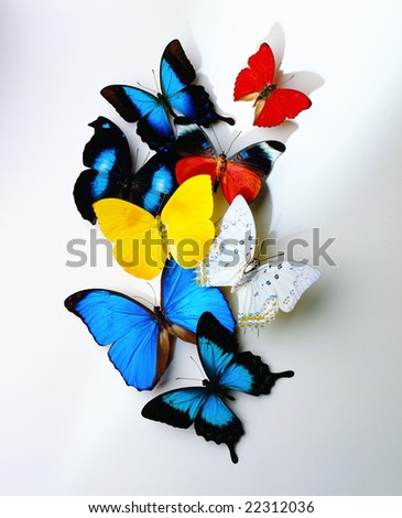 A group of butterflies on white background