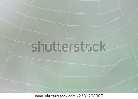A close-up of a spiderweb