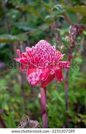 Asian food ingredients, Bunga Kantan known as Torch Ginger flower with scientific name Etlingera elatior is a species of herbaceous perennial plant.