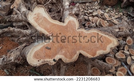 Piece of wooden log from a tree trunk with a unique shape